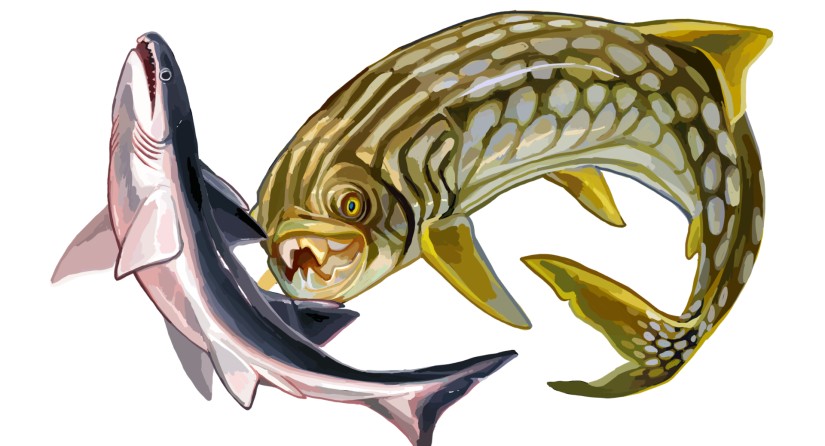 Shark vs Placoderm (Drawing: Entelognathus, Wikimedia Commons)