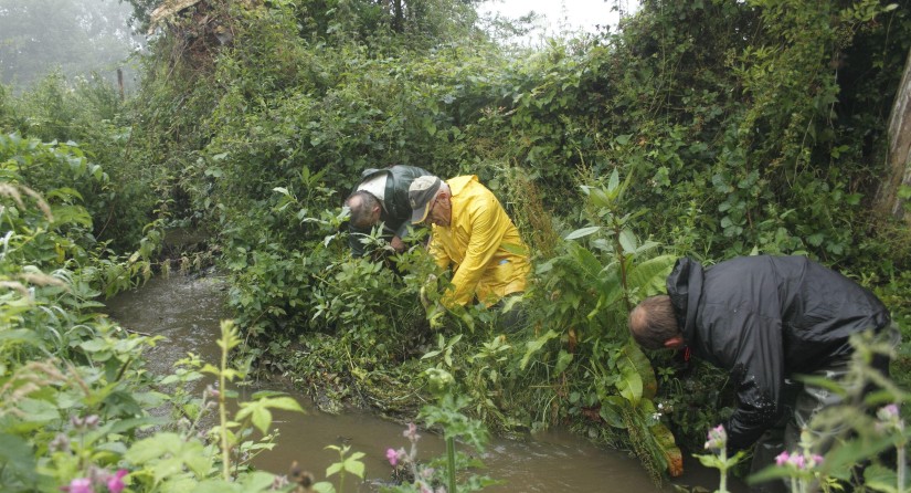 Gestion manuelle par arrachage d’une population de de Balsamine de l'Himalaya (Impatiens glandulifera)