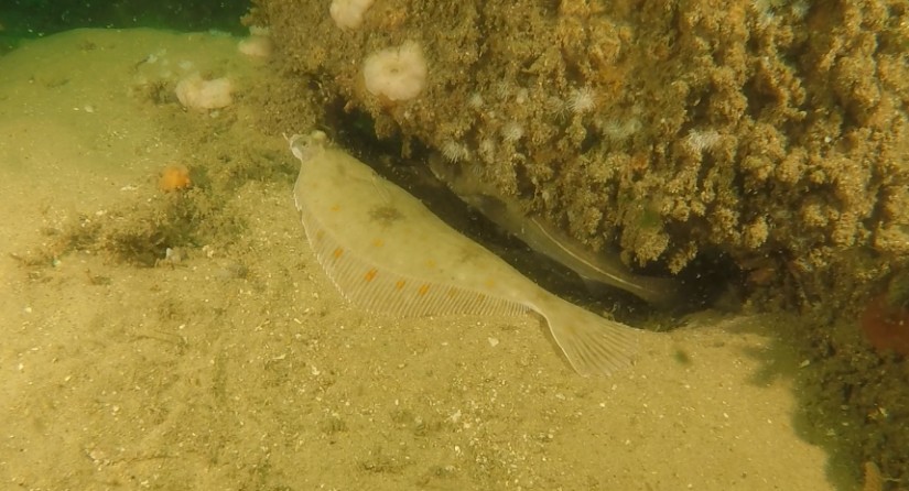 Shelter and foraging opportunities in Belgian offshore wind farms attract species such as plaice and cod (here on the erosion protection layer around a Belwind turbine).