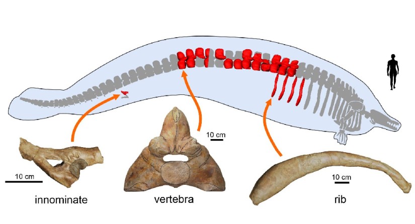 Schéma de reconstruction du placement des os (os oxal, vertèbre et côte) dans le squelette de Colossus Perucetus