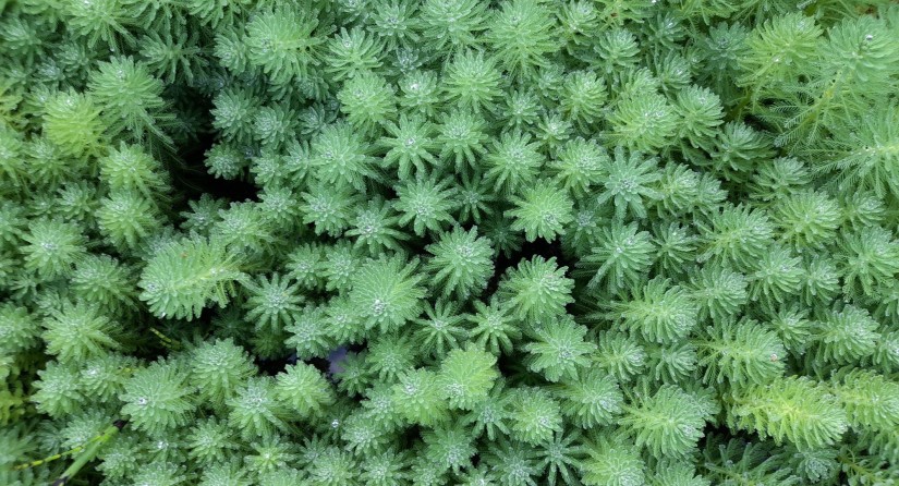 Population de Myriophylle du Brésil (Myriophyllum aquaticum)