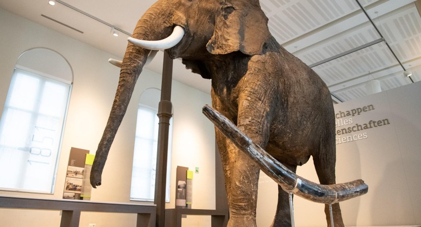 Naast de fossiele slagtand van de bosolifant (voorgrond) is die van de hedendaagse Afrikaanse Savanneolifant (achtergrond) slechts klein bier.