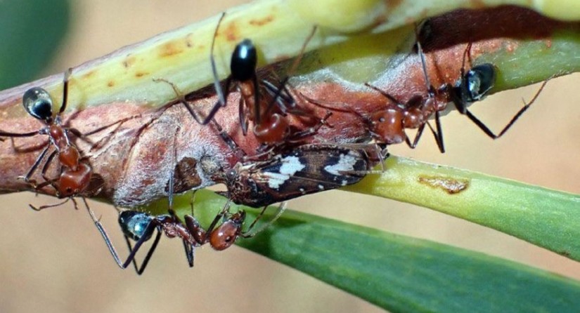 Les fourmis viennent récupérer le miellat produit par ces cicadelles