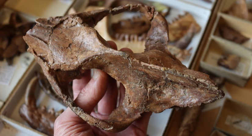 Arctocyon skull from the collections of the Royal Belgian Institute of Natural Sciences. The skull was excavated in the 1980s in the Reims region.