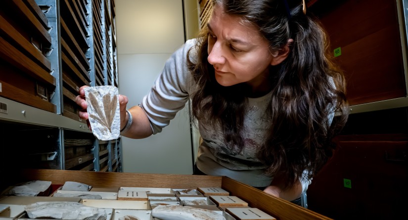 Feuilles fossilisées provenant de Gelinden (Belgique). Elles datent du Paléocène inférieur, la période qui a suivi l'extinction des dinosaures non aviaires.