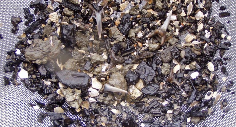 Fossil concentration after sieving: wood fragments, shark teeth, mollusc debris and ear bones (otoliths) of fish.