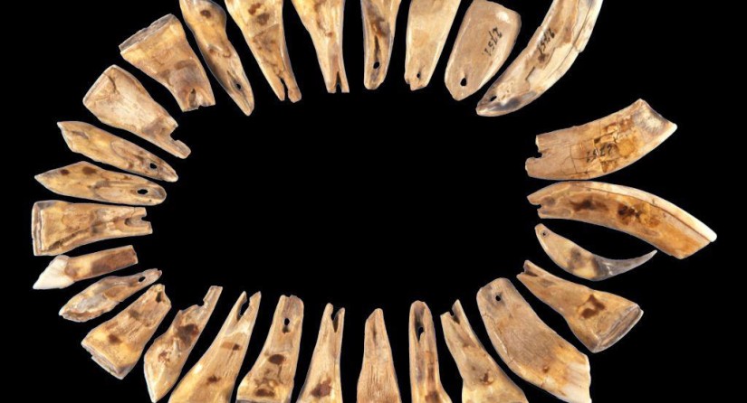 Un collier de dents de loup, provenant des grottes de Goyet. (Photo: IRSNB)