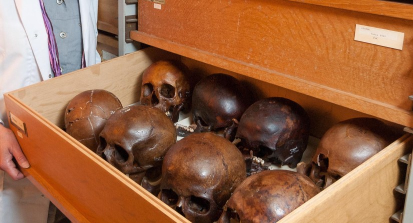 Collection of skulls from the medieval Coxyde abbey cemetery conservated at RBINS