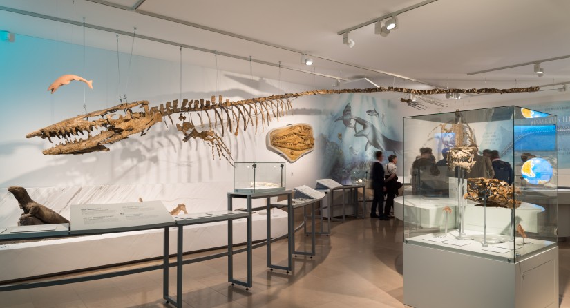 Hainosaurus bernardi