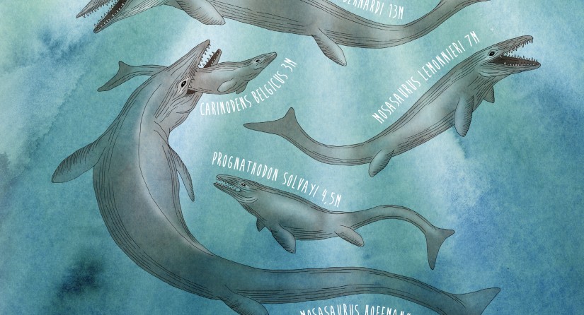 5 mosasaurs