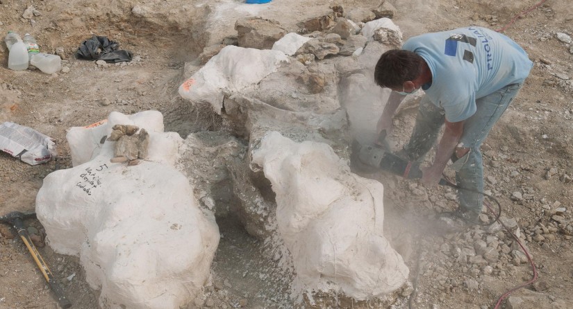 Paleo engineer Xavier Valentin (University of Poitiers) removes the last slices of 'the pizza', containing the upper body of Morris.