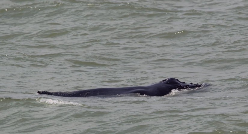 Bultrug, Knokke-Heist, 3 juni 2022 (Beeld: Diederik D’Hert)