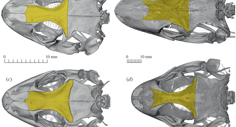 Dorsal view of the skull of some extant geckos exhibiting diversity of frontal bone shape and sculpturing (yellow)