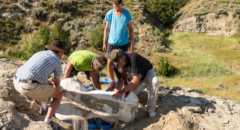 Les fossiles enveloppés de plâtre sont retournés afin de pouvoir être retirés du site à l'aide d'une grue. (Photo : IRSNB).