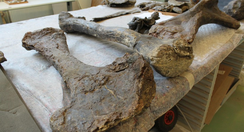 Fossiele beenderen van Diplo Dan.