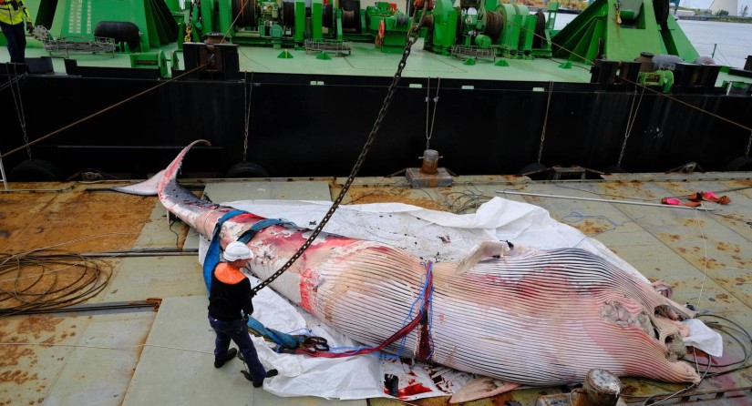 La carcasse du rorqual commun d'Anvers sur la terre ferme.