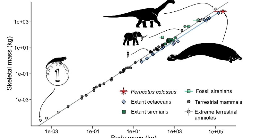 Verhouding totaal lichaamsgewicht en gewicht van het skelet bij amnioten (zoogdieren en reptielen, inclusief vogels). (Grafiek: Giovanni Bianucci; Eli Amson)