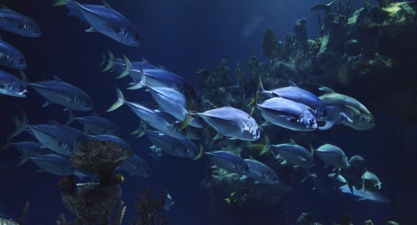 The high seas harbour a great biodiversity that until now could not be appropriately protected.