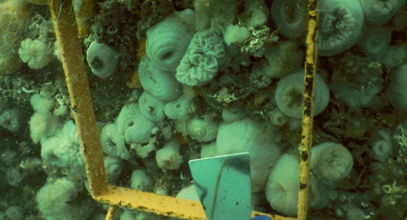 Mapping colonising organisms on a Belwind monopile. Note the presence of clumps of mussels between and below the plumose anemones.