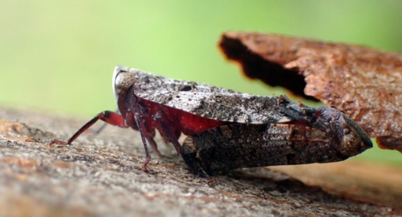 Twee parende cicaden kop-aan-staart.