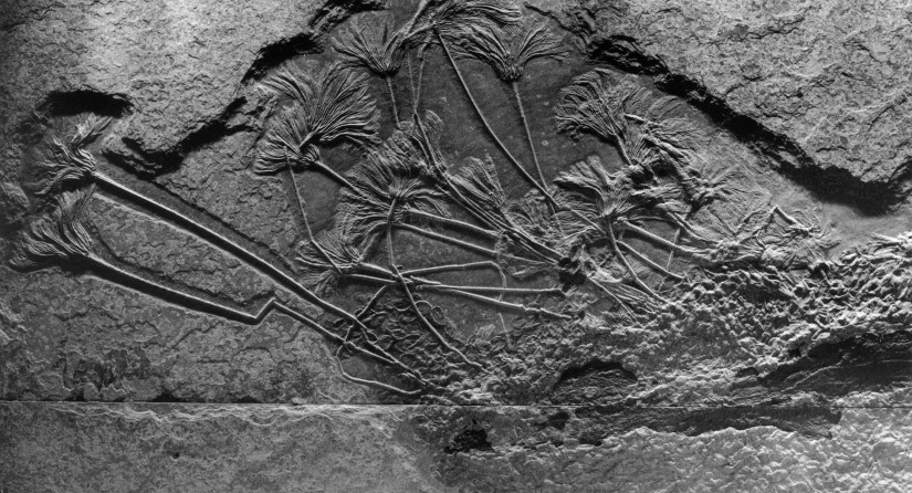 Zeelelies of crinoïden.