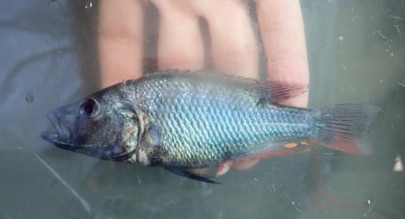 Dominant male of the new species Haplochromis glaucus.