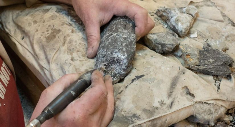 Preparatiewerk: het sediment rond de fossielen weghalen met een pneumatisch beiteltje.