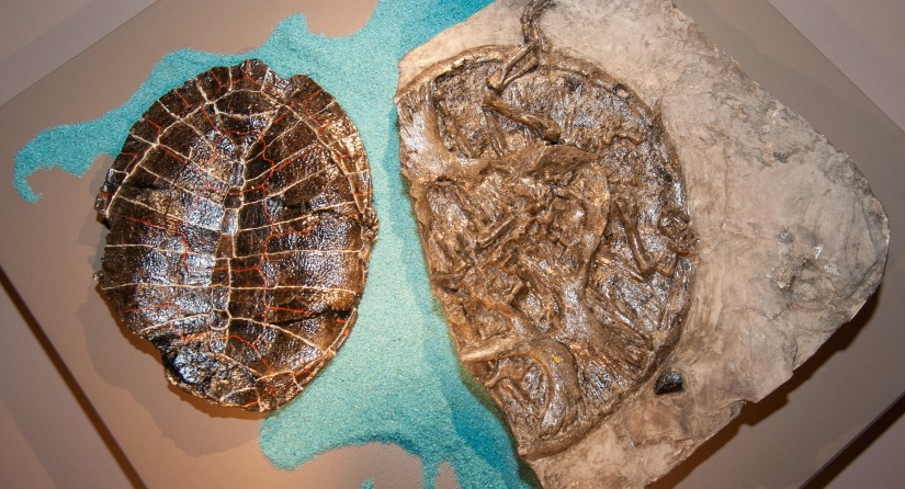 Schildkröten aus Bernissart.
