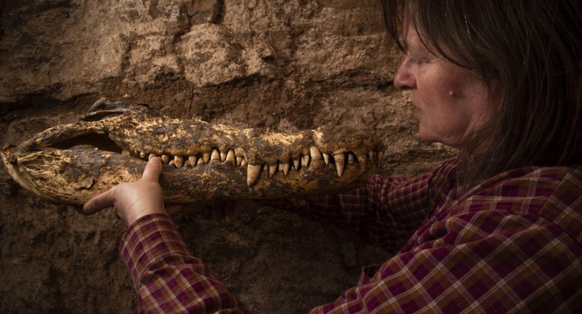 Bea De Cupere (RBINS) with one of the specimens on site.
