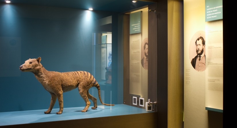 De tasmaanse tijger in het museum