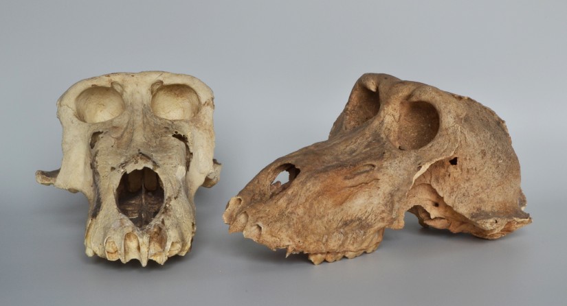 Deux crânes de momies de babouins du site égyptien ancien de Gabbanat el-Qurud © Bea De Cupere, Institut des Sciences naturelles