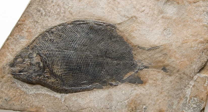 Benedenius deneensis : poisson osseux à à nageoirs rayonnées.