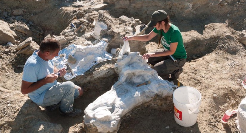 Huge pubic bone of a long-necked dinosaur.