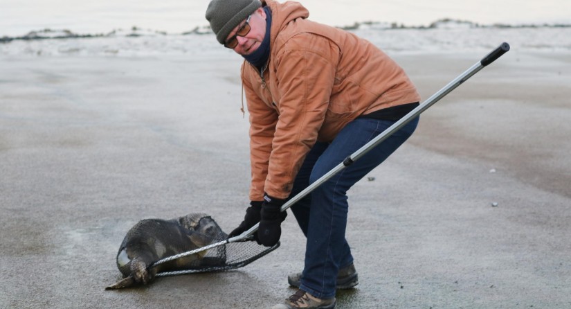 De vangst van een zieke zeehond (D2904) op een slipway te Nieuwpoort door een vrijwilliger in samenwerking met de lokale brandweer, 20 januari 2020. Beeld: Jean-Marc Rys