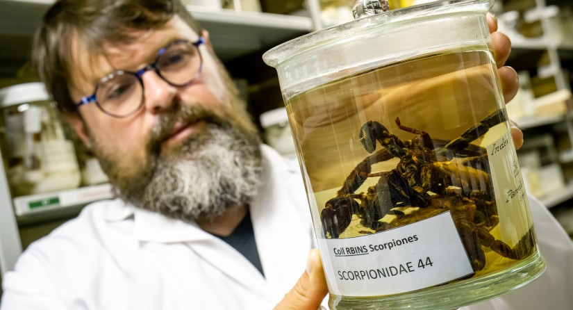 Collection de scorpions, conservés dans l'alcool. Les scorpions sont des arthropodes étroitement liés aux araignées.