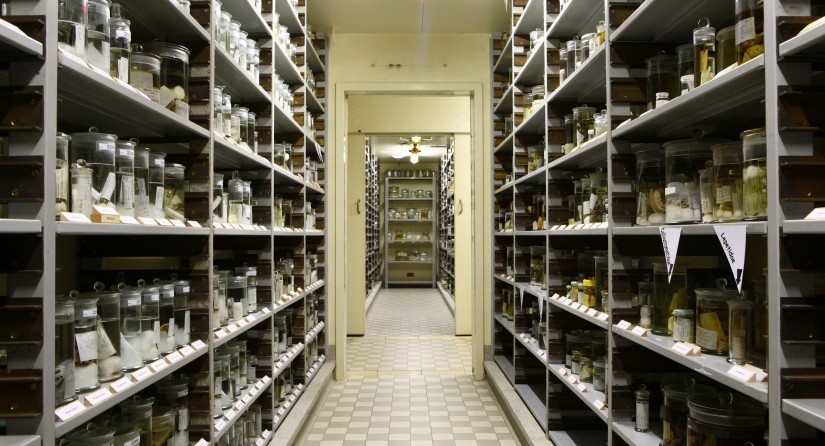Les collections humides : un demi-million de bocaux et de tubes conservant des espèces d'invertébrés dans l'alcool.