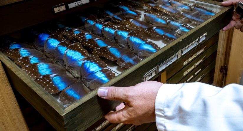 Butterflies specimens in the collections of the Institute of Natural Sciences. (Photo: Danny Gys)