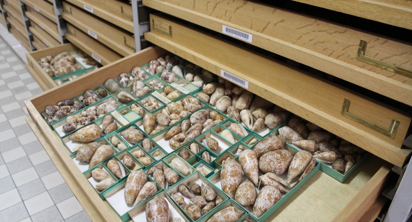 Les collections sèches : dix millions de spécimens, essentiellement des coquillages du monde entier.