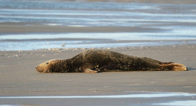 De oude, bekende grijze zeehond ‘Oscar’ op het strand van Nieuwpoort, 9 september 2020. Beeld: Luc Davi