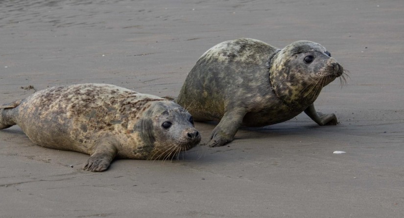 De vrijlating van Grijze zeehonden Lucas en Duvel op het strand van Blankenberge (28 april 2021). (Beeld: Luc David)