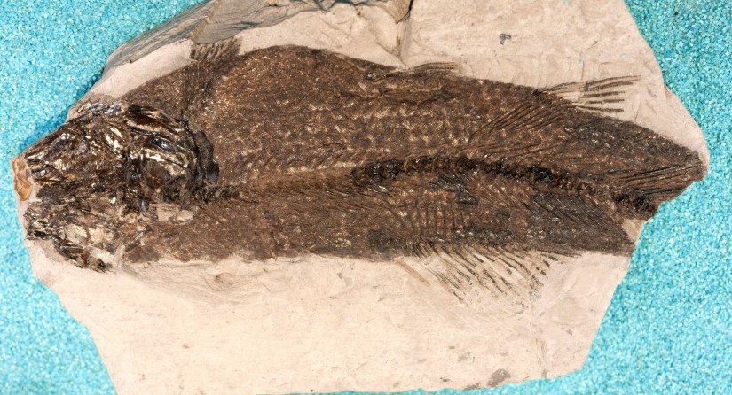 Een van de vele fossiele vissen uit Bernissart: Amiopsis dolloi