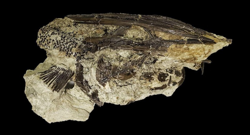 A paddlefish from the Tanis site, prior to scanning at the European Synchrotron Radiation Facility. On the right, the rostrum (paddle) is missing and on the left everything behind the shoulder fin is missing.