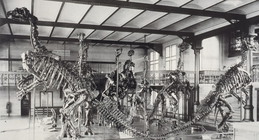 1905: de Iguanodons tentoongesteld zonder glazen kooi.