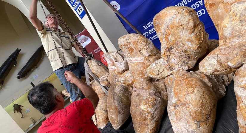 Le spécimen de Perucetus colossus arrive au Museo de Historia Natural, Universidad Nacional Mayor San Marcos (Lima), pour une exposition temporaire afin de célébrer la publication de la nouvelle espèce. (Photo : Rodolfo Salas-Gismondi & Niels Valencia)