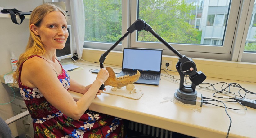 The researchers used a microscribe to measure skeletal parts with the help of digital measuring points, so-called landmarks. (Photo: Anneke van Heteren, SNSB-ZSM)
