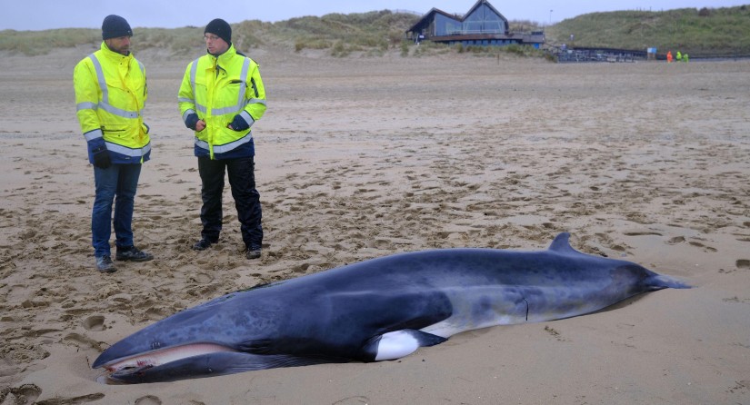 Petit rorqual mort et échoué sur la plage de Bredene