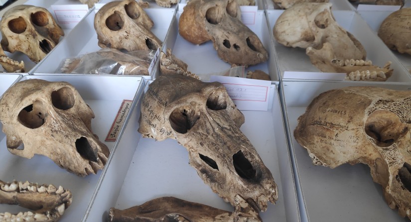 Restes de babouins au Musée des Confluences à Lyon © Bea De Cupere, Institut des Sciences naturelles