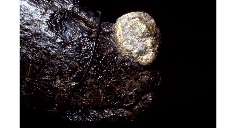 Pyrite dans un os d'iguanodon