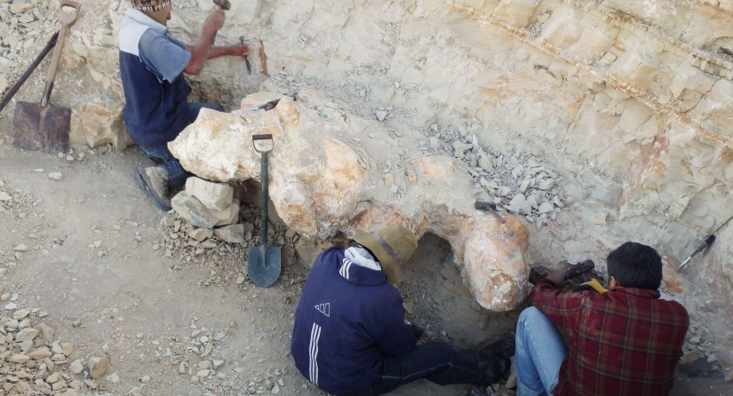 Wervel van de Perucetus colossus komt langzaam tevoorschijn tijdens de opgravingen (provincie Ica, zuidelijk Peru). (Foto: Giovanni Bianucci)