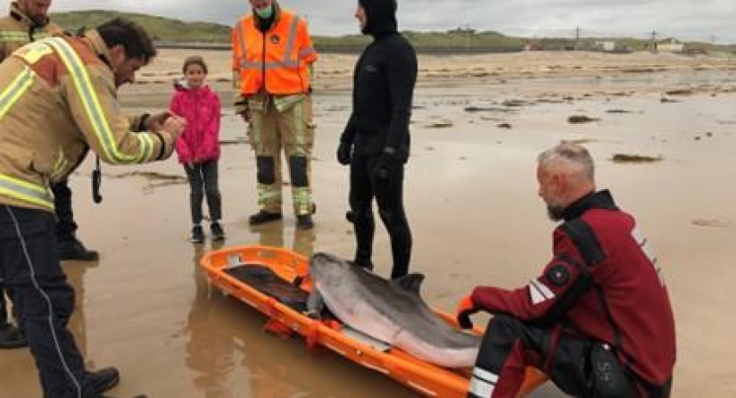 A live stranded harbour porpoise on the beach of Mariakerke (30 August 2021).